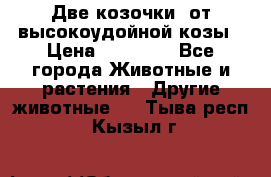 Две козочки  от высокоудойной козы › Цена ­ 20 000 - Все города Животные и растения » Другие животные   . Тыва респ.,Кызыл г.